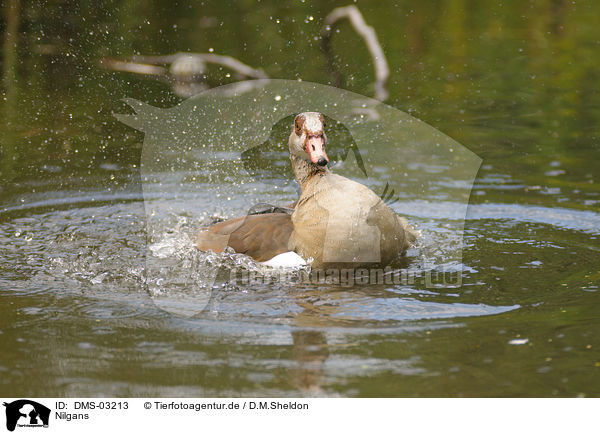 Nilgans / DMS-03213