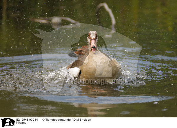 Nilgans / DMS-03214