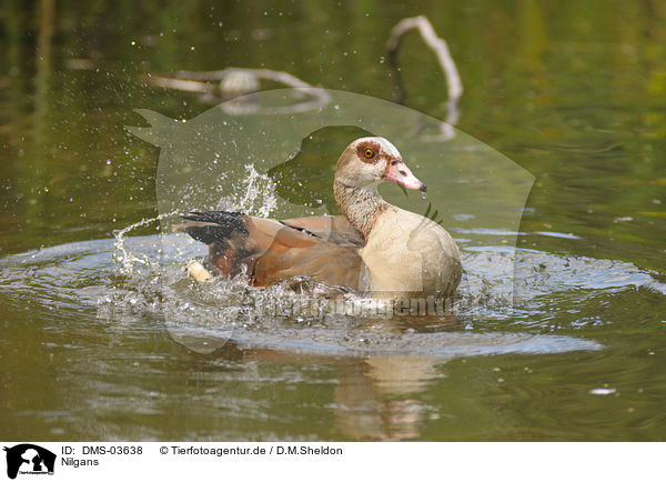 Nilgans / DMS-03638