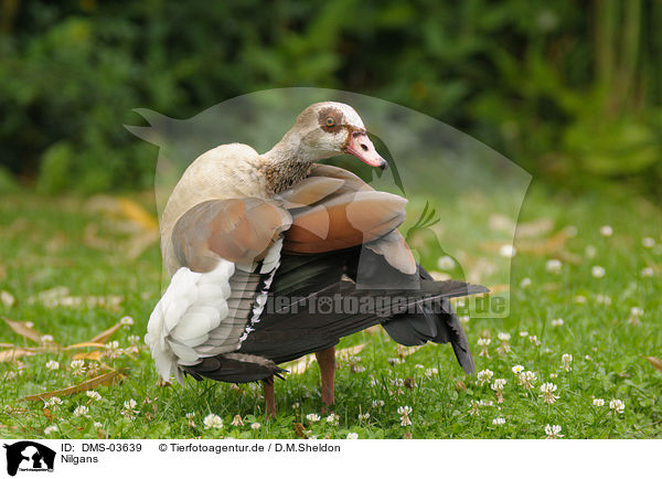 Nilgans / DMS-03639
