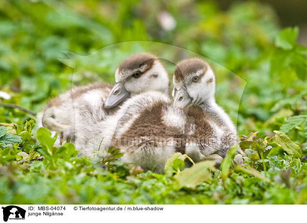 junge Nilgnse / MBS-04074