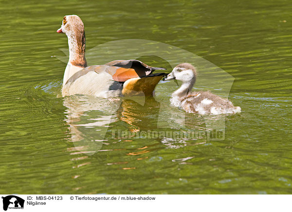 Nilgnse / Egyptian geese / MBS-04123