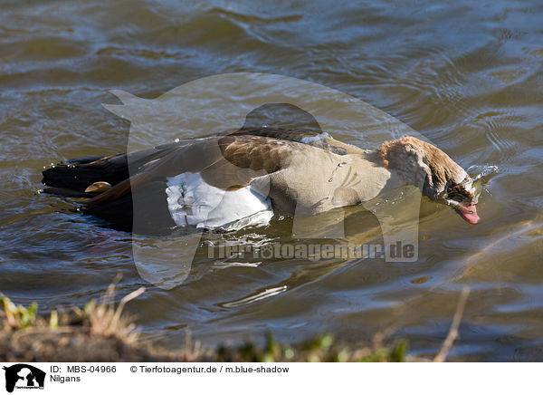 Nilgans / MBS-04966