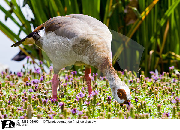 Nilgans / MBS-04969