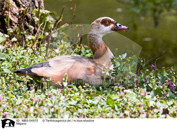 Nilgans / MBS-04970