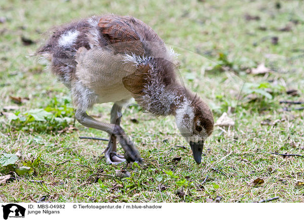 junge Nilgans / MBS-04982
