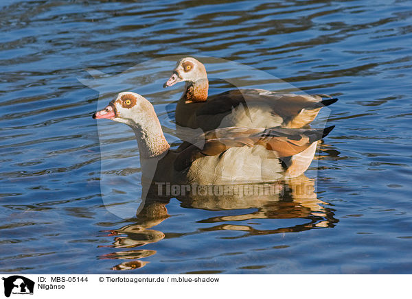 Nilgnse / Egyptian geese / MBS-05144