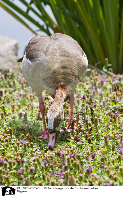 Nilgans / MBS-05145