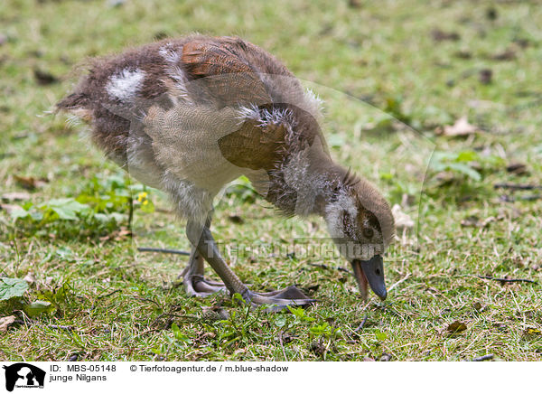 junge Nilgans / MBS-05148