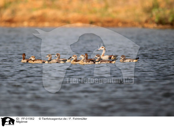 Nilgnse / Egyptian geese / FF-01562