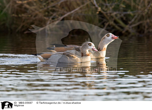Nilgnse / Egyptian geese / MBS-05687