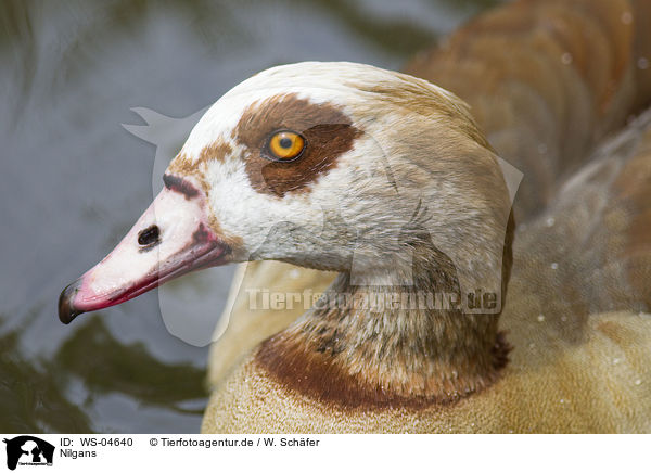 Nilgans / WS-04640