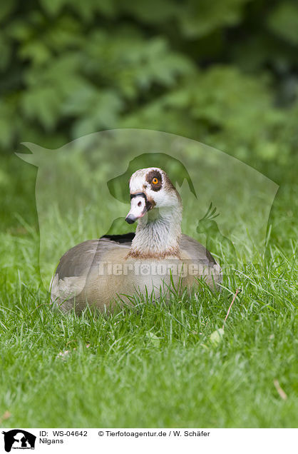 Nilgans / WS-04642
