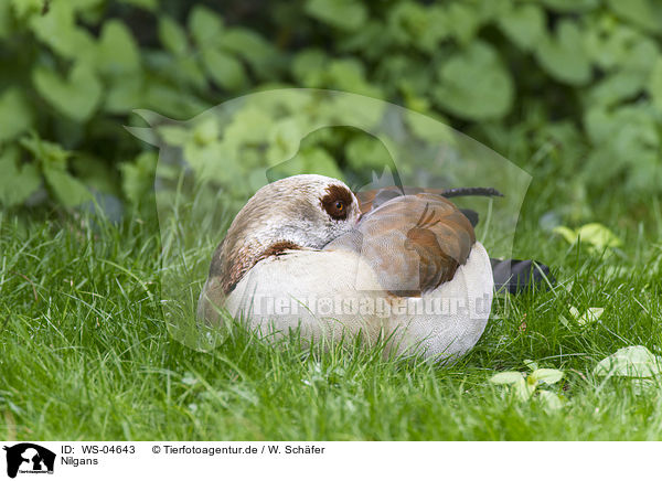 Nilgans / WS-04643