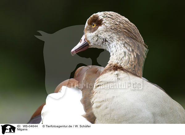 Nilgans / WS-04644