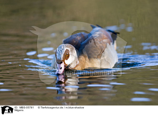 Nilgans / MBS-05781