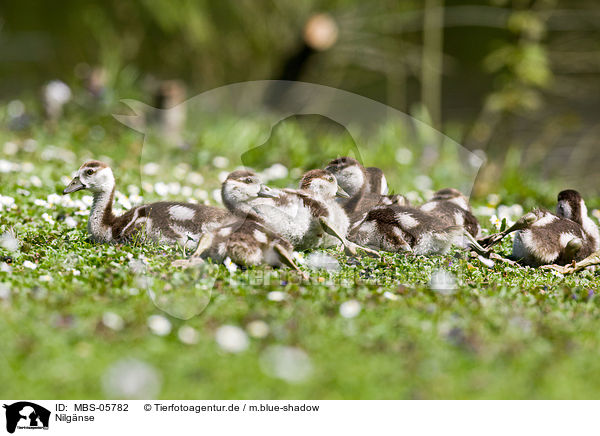 Nilgnse / Egyptian geese / MBS-05782