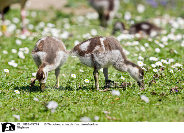 Nilg�nse / Egyptian geese / MBS-05787