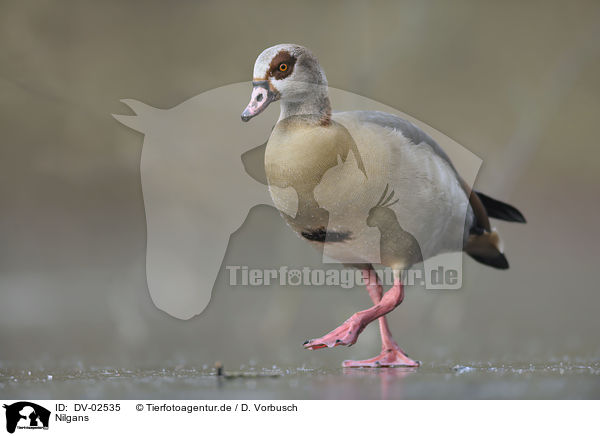 Nilgans / Egyptian goose / DV-02535