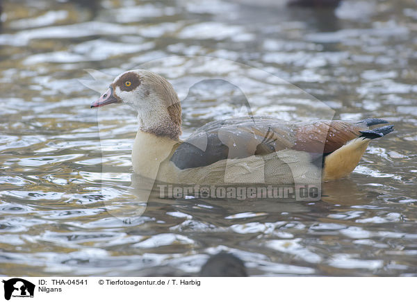 Nilgans / THA-04541