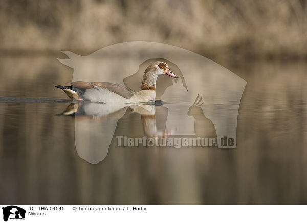 Nilgans / THA-04545