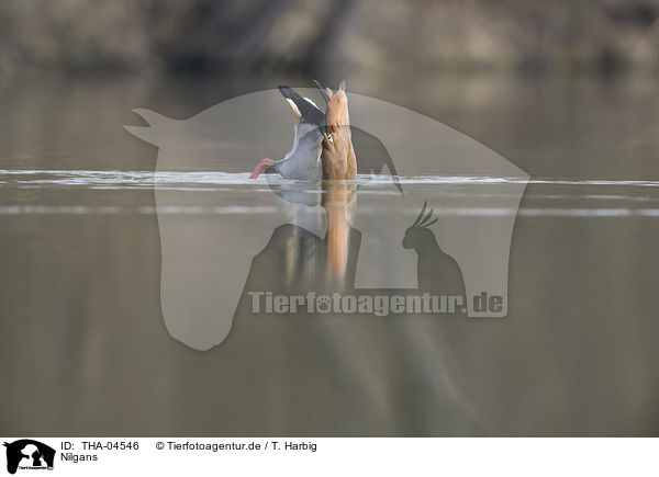 Nilgans / THA-04546
