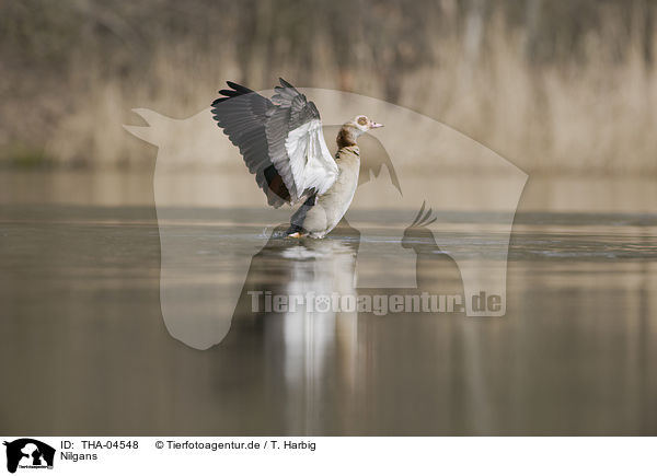 Nilgans / Egyptian goose / THA-04548