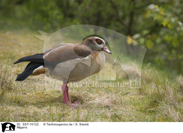 Nilgans / SST-10122