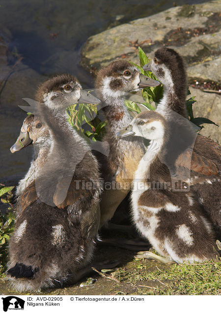 Nilgans K�ken / young Egyptian geese / AVD-02905
