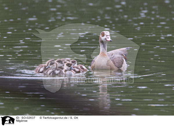 Nilgnse / Egyptian geese / SO-02637