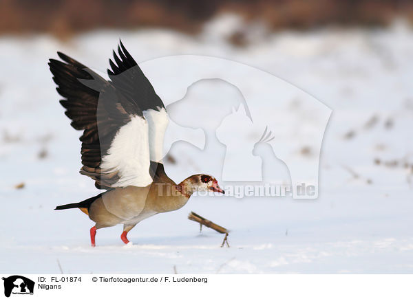 Nilgans / Egyptian goose / FL-01874