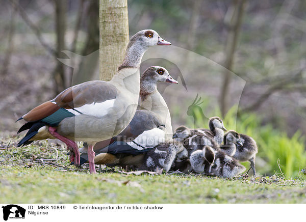 Nilgnse / Egyptian geese / MBS-10849