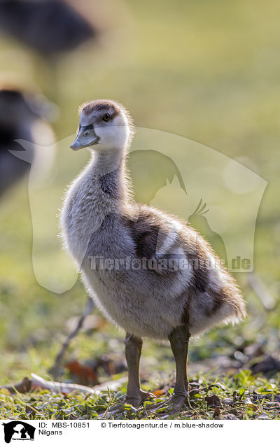 Nilgans / MBS-10851
