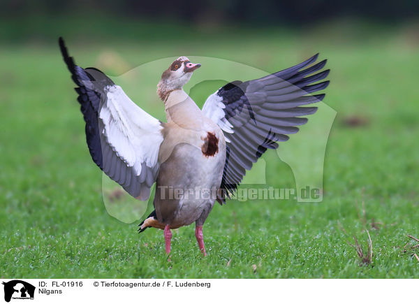 Nilgans / Egyptian goose / FL-01916