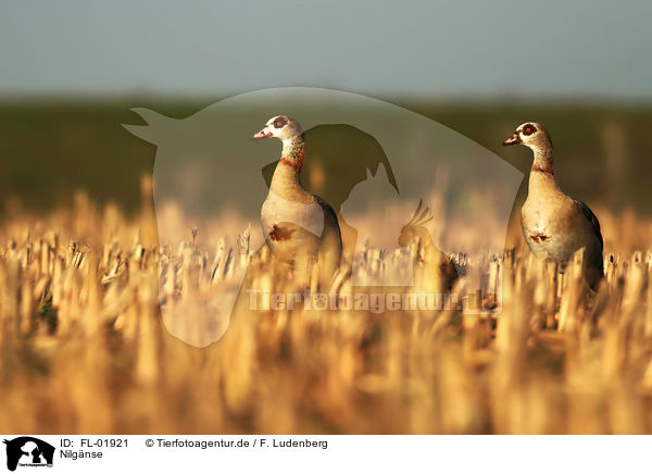 Nilgnse / Egyptian geese / FL-01921