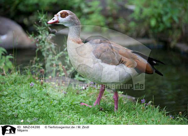 Nilgans / MAZ-04286