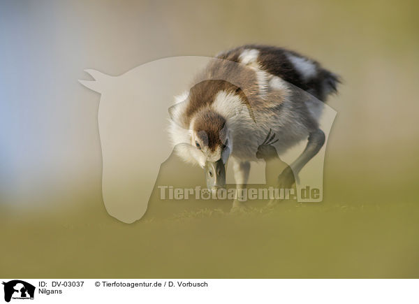 Nilgans / DV-03037