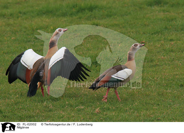 Nilgnse / Egyptian geese / FL-02002