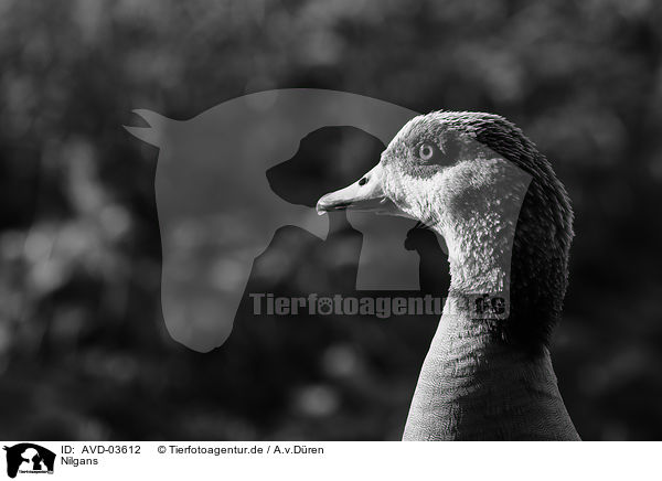 Nilgans / Egyptian goose / AVD-03612