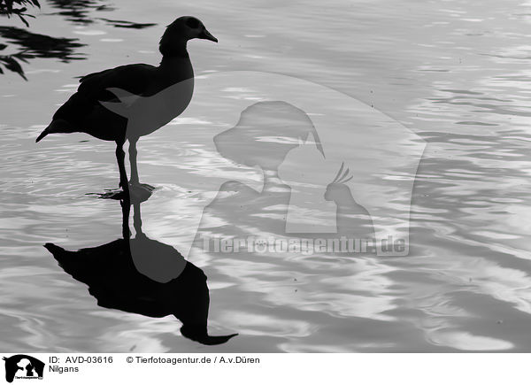 Nilgans / AVD-03616