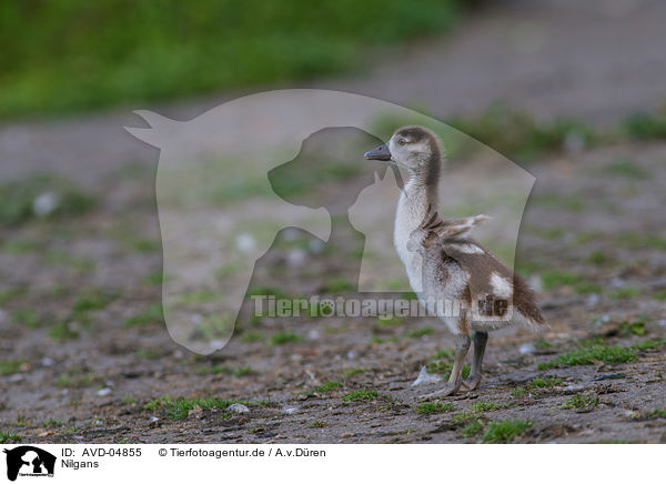 Nilgans / AVD-04855