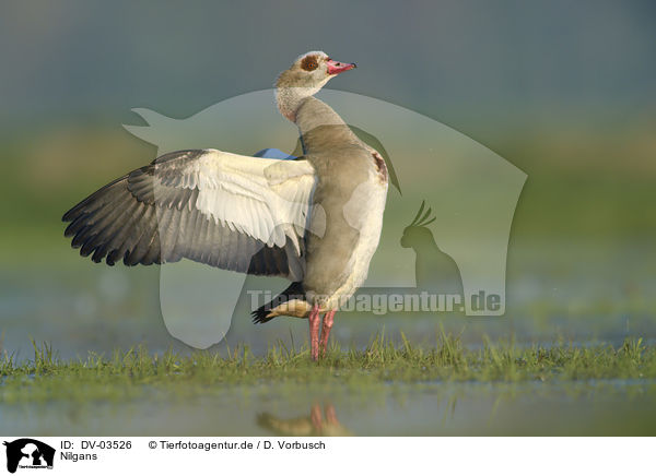 Nilgans / DV-03526
