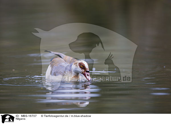 Nilgans / Egyptian goose / MBS-16707