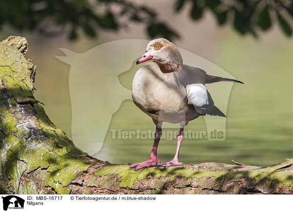 Nilgans / Egyptian goose / MBS-16717