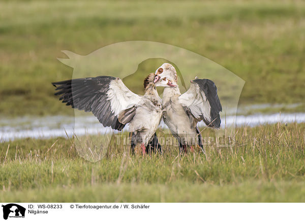 Nilgnse / Egyptian geese / WS-08233