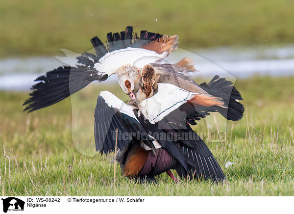 Nilgnse / Egyptian geese / WS-08242