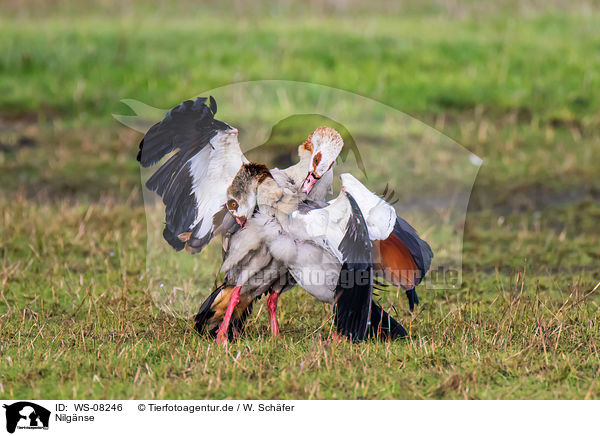 Nilgnse / Egyptian geese / WS-08246