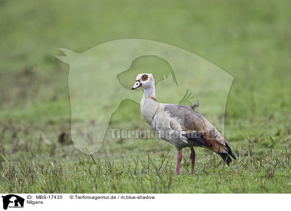 Nilgans / Egyptian goose / MBS-17435