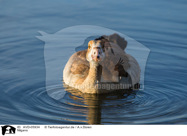 Nilgans / AVD-05934