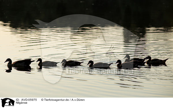 Nilgnse / Egyptian geese / AVD-05975
